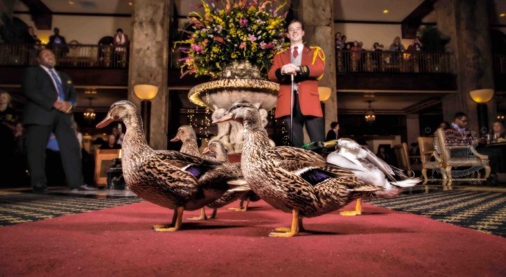 Bowtie The Peabody Hotel The World Famous Ducks Postcard Tennessee 